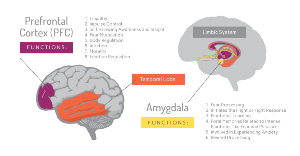 Chuc-nang-cua-vung-vo-nao-truoc-tran-Prefrontal-Cortex-va-hach-hanh-nhan-Amygdala